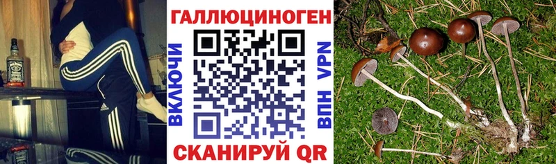 Галлюциногенные грибы Psilocybe  Заволжск 